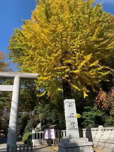 阿佐ヶ谷神明宮の自然