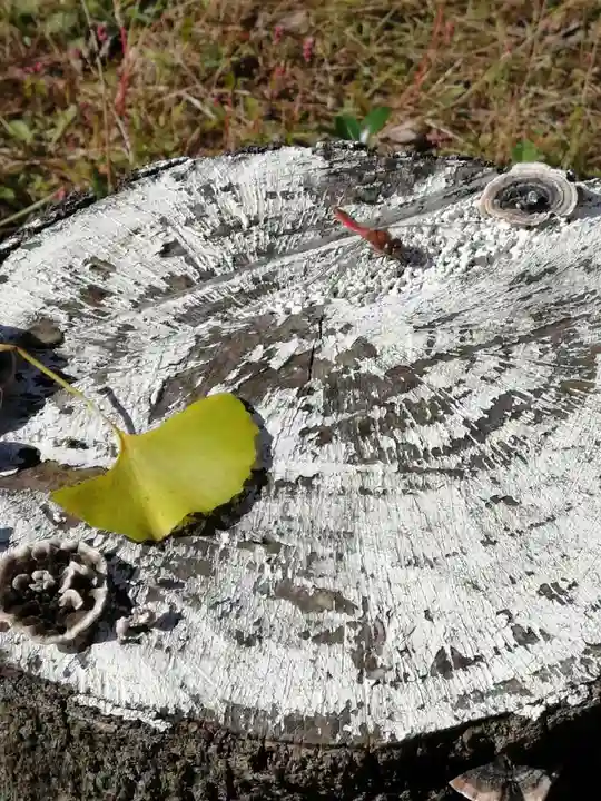 間々田八幡宮の自然