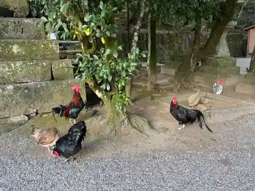 石上神宮の動物