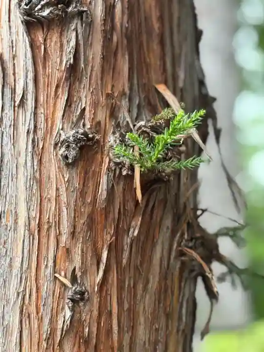 西野神社(北海道)