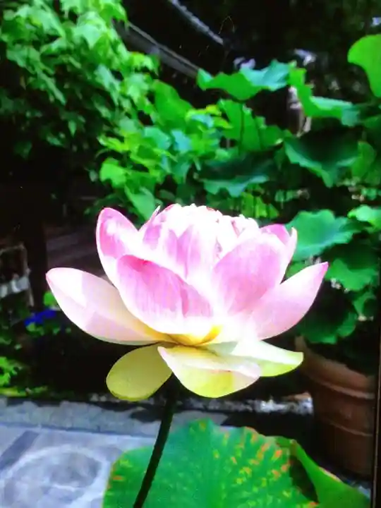 宗延寺(東京都)