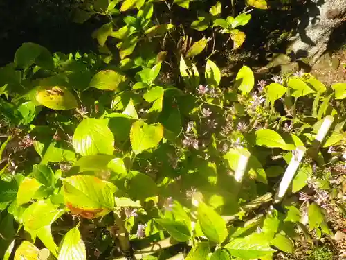 浄光明寺の自然