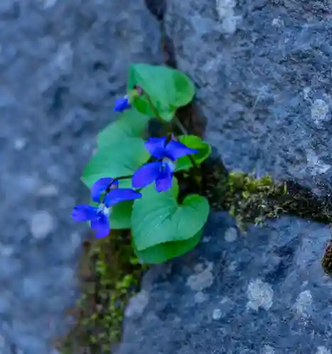 諏訪大社上社前宮(長野県)
