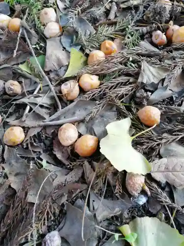 網戸神社の自然