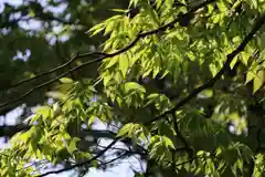 愛宕神社の自然