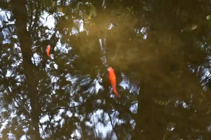 金櫻神社の動物