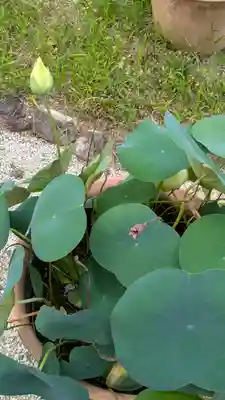 香雪院(京都府)