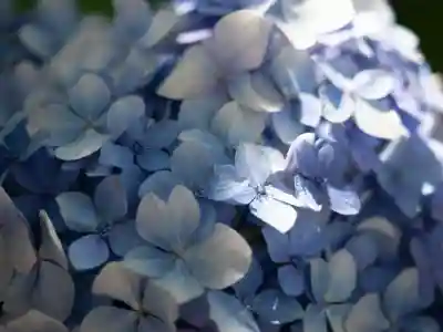 亀戸天神社(東京都)