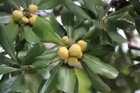 開成山大神宮の庭園