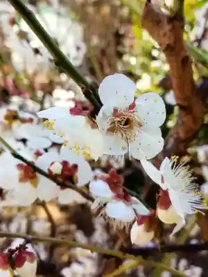 成子天神社(東京都)