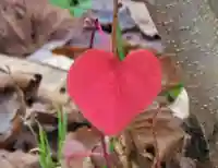 櫛田神社の自然