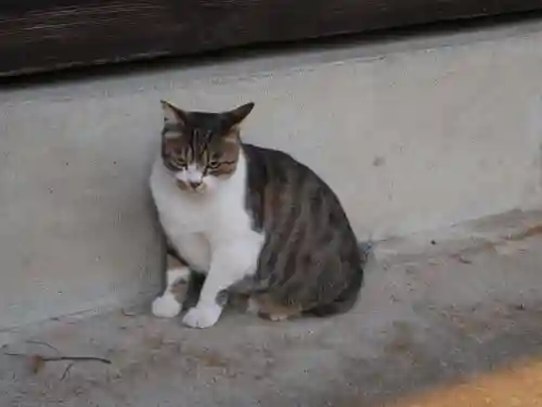 荻窪白山神社の動物