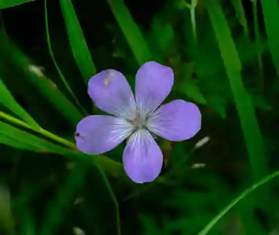 白山比咩神社　奥宮(石川県)
