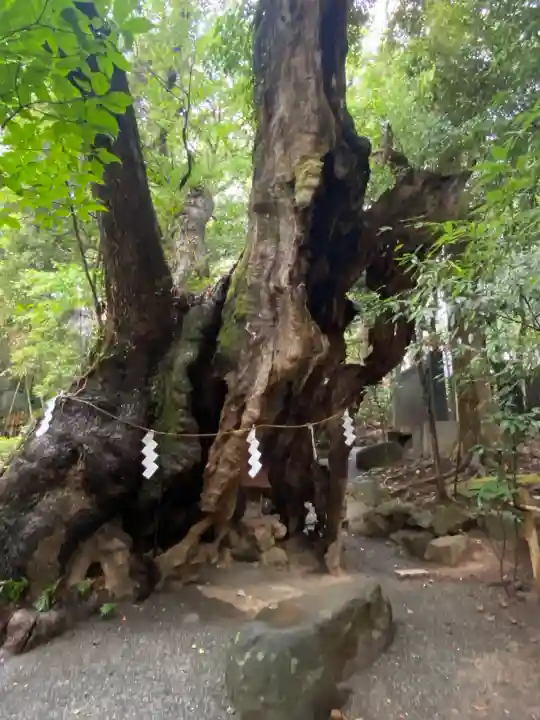來宮神社(静岡県)