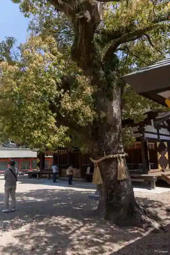 住吉大社(大阪府)