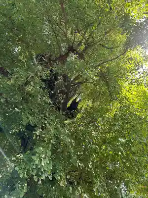 飛木稲荷神社(東京都)