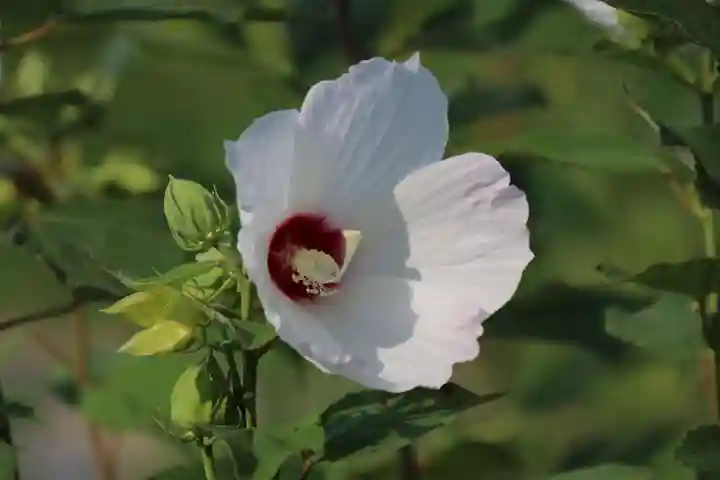 阿久津「田村神社」(郡山市阿久津町)旧社名:伊豆箱根三嶋三社の庭園