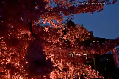 桜神宮(東京都)