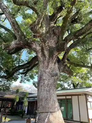 平野神社(京都府)
