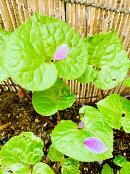 土津神社|こどもと出世の神さまの自然