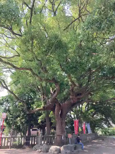 平塚三嶋神社の自然