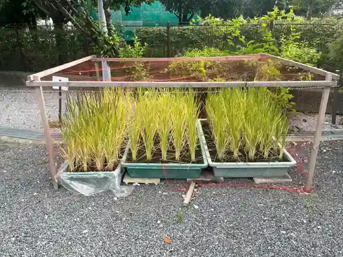 朝日氷川神社(埼玉県)