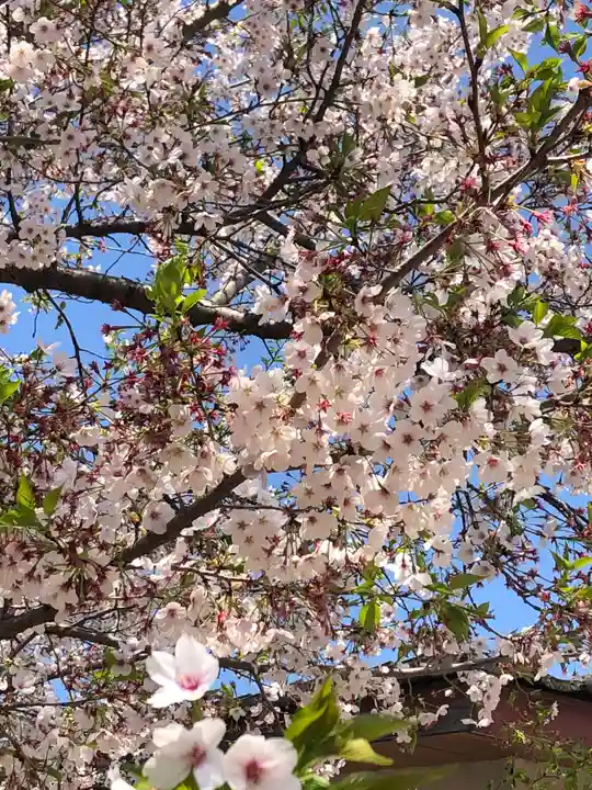 伏木香取神社の自然