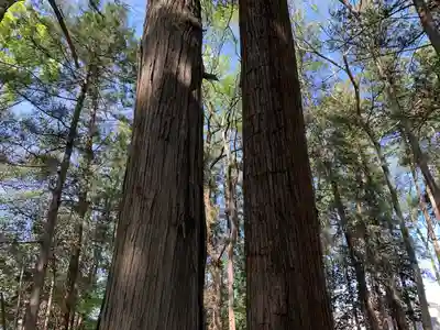 八幡神社の自然