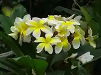 阿邪訶根神社の自然