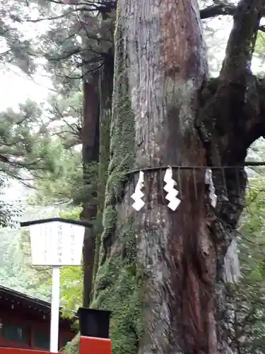 日光二荒山神社の自然
