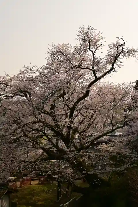 掌禅寺(愛媛県)