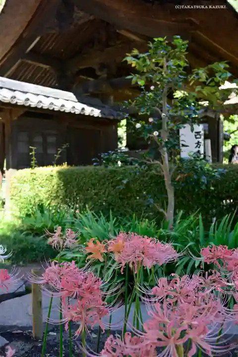 横浜 西方寺の自然