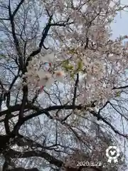 富士山本宮浅間大社の自然