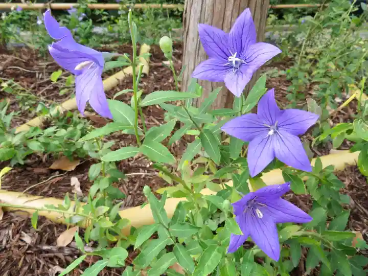 晴明神社の自然