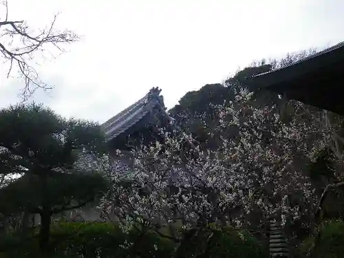 浄光明寺の自然