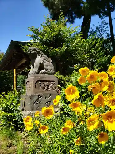 鷺宮八幡神社の狛犬