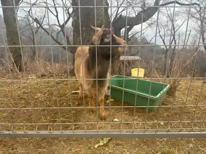 楽法寺(雨引観音)の{uncategorized: "未分類", other: "その他", undefined: "問題あり", building: "その他建物", grave: "お墓", sacred_gate: "鳥居", guardian: "狛犬", statue: "像", buddha: "仏像", history: "歴史", nature: "自然", garden: "庭園", animal: "動物", pagoda: "塔", temizu: "手水舎", mountain_gate: "山門・神門", sanctuary: "本殿・本堂", subordinate: "末社・摂社", art: "芸術", scenery: "景色", jizo: "地蔵", ema: "絵馬", goshuin: "御朱印", omikuji: "おみくじ", items: "授与品その他", amulet: "お守り", goshuincho: "御朱印帳", eats: "食事", festival: "お祭り", votive_dance: "神楽", shichigosan: "七五三参", wedding: "結婚式", experience: "体験その他", initially: "初詣", around: "周辺", anti_infection: "感染症対策"}