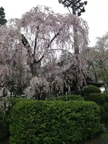 盛岡八幡宮の自然