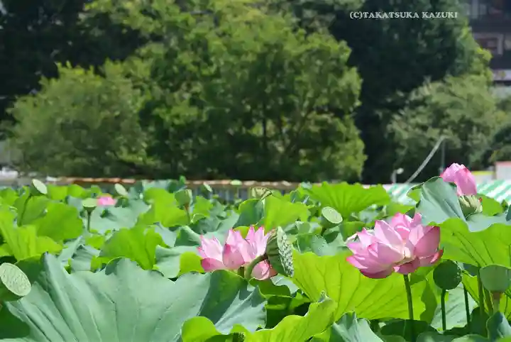 寛永寺不忍池弁天堂(東京都)