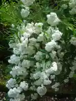 薬王寺(山口県)