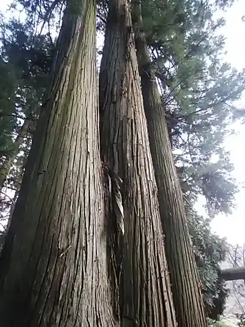鹿島大神宮の自然