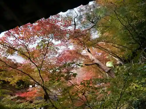 禅林寺（永観堂）の自然