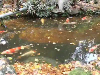 一條殿 新善光寺の動物