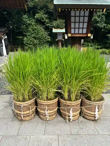 東京大神宮(東京都)