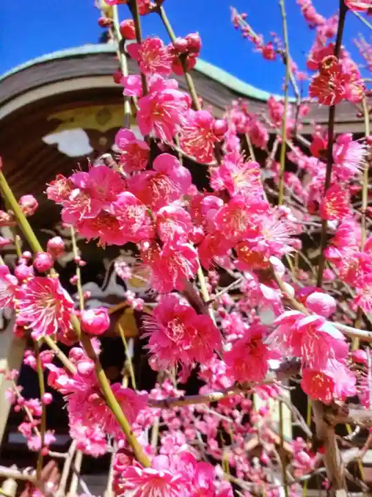 諏訪神社(東京都)