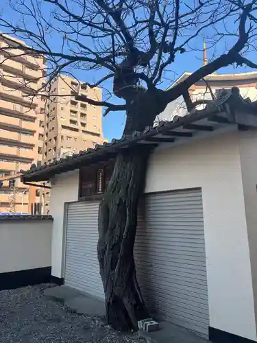 真源寺（入谷鬼子母神）(東京都)