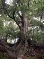 神社(名称不明)の自然