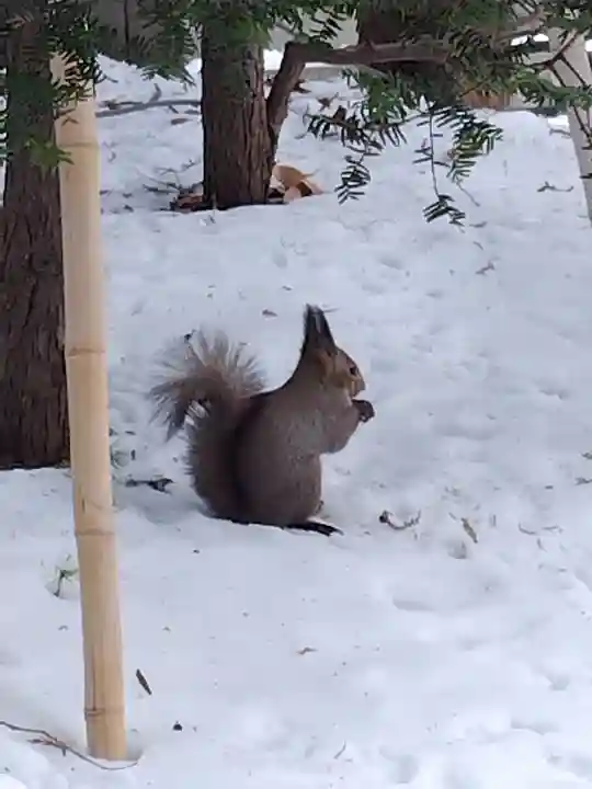 北海道神宮の動物