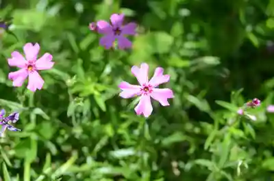 生田神社(兵庫県)
