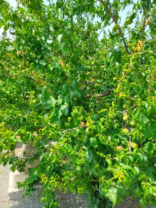 志磨神社(和歌山県)